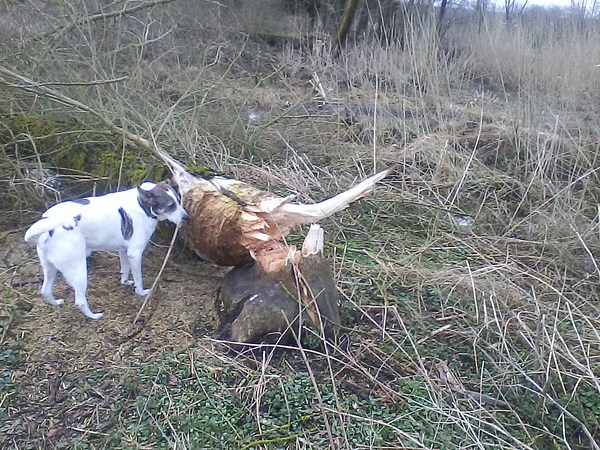 med_Ich war das  nicht.jpg (600 x 450)